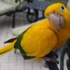 Golden Conure birds