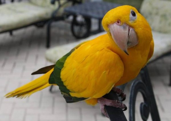 Golden Conure birds