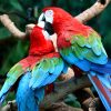 Green Wing Macaw Parrots