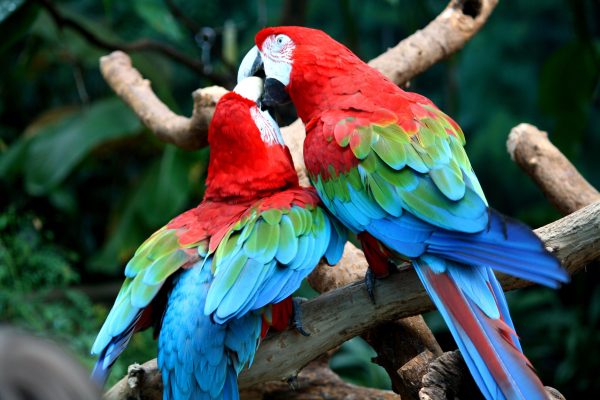 Green Wing Macaw Parrots