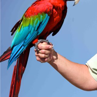 Green Wing Macaw Parrots