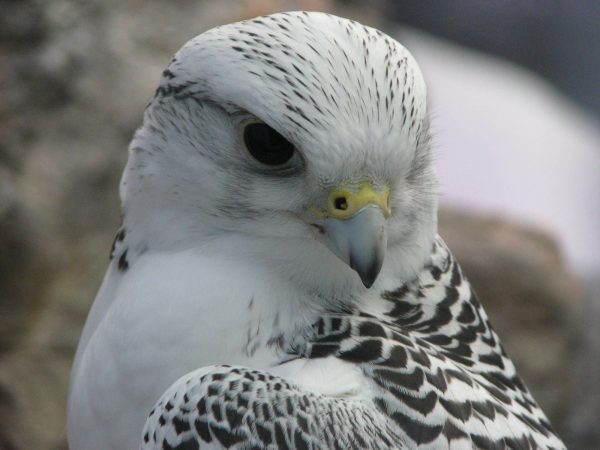 Gyrfalcon birds