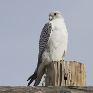 Gyrfalcon birds