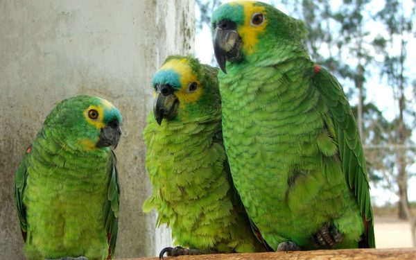 Hahn's Macaw Parrots