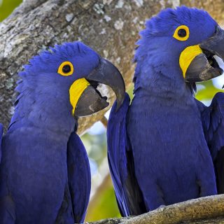 Hyacinth Macaw Parrots