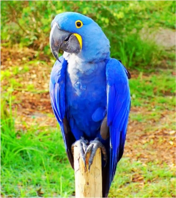 Hyacinth Macaw Parrots
