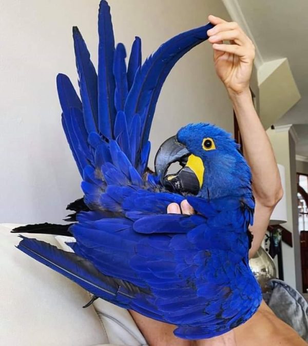 Hyacinth Macaw Parrots