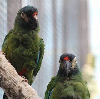 Illiger’s Macaw Parrots