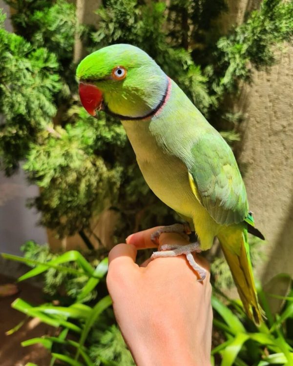 Indian Ringneck Parakeets for sale