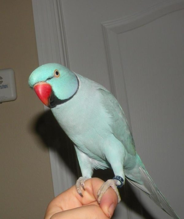 Indian Ringneck Parakeets for sale