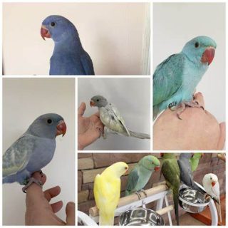 Indian Ringneck Parakeets