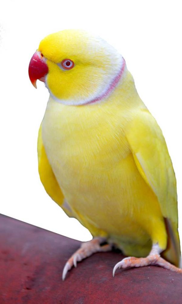 Indian Ringneck Parakeets for sale