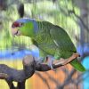 Lilac-crowned Amazon Parrot