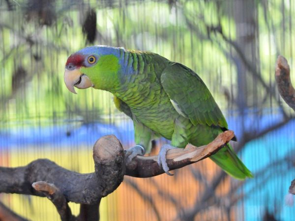 Lilac-crowned Amazon Parrot