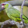 Lilac-crowned Amazon Parrot