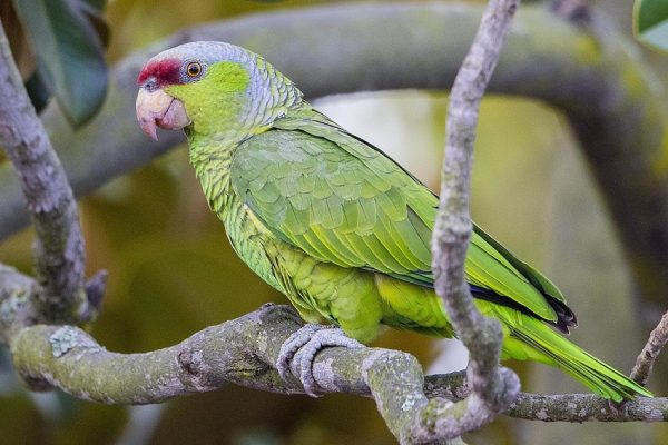Lilac-crowned Amazon Parrot