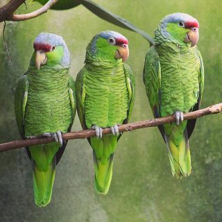 Lilac-crowned Amazon Parrot