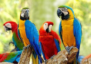 Macaw Parrots