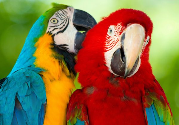 Macaw Parrots