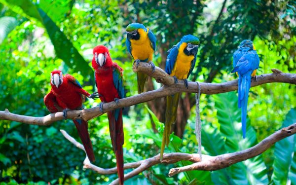 Macaw Parrots