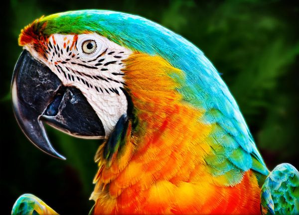 Macaw Parrots