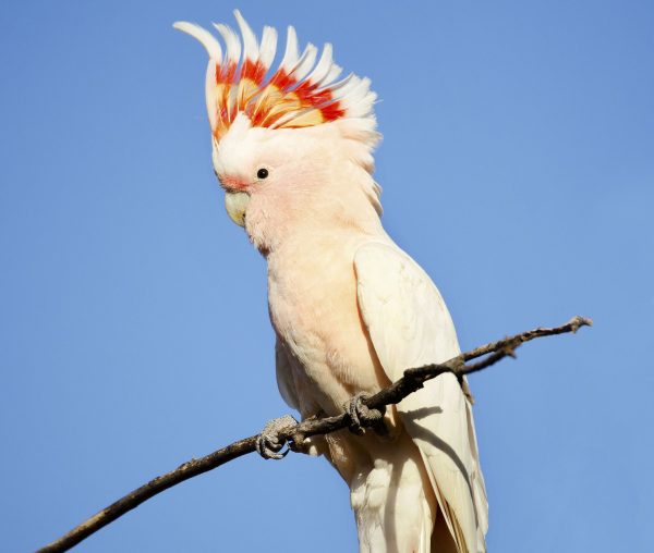 Major Mitchell Cockatoos Parrot