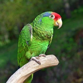 Mexican Red-Headed Amazon