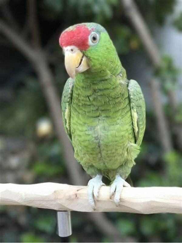 Mexican Red-Headed Amazon