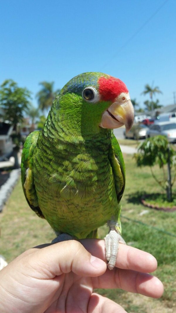Mexican Red-Headed Amazon