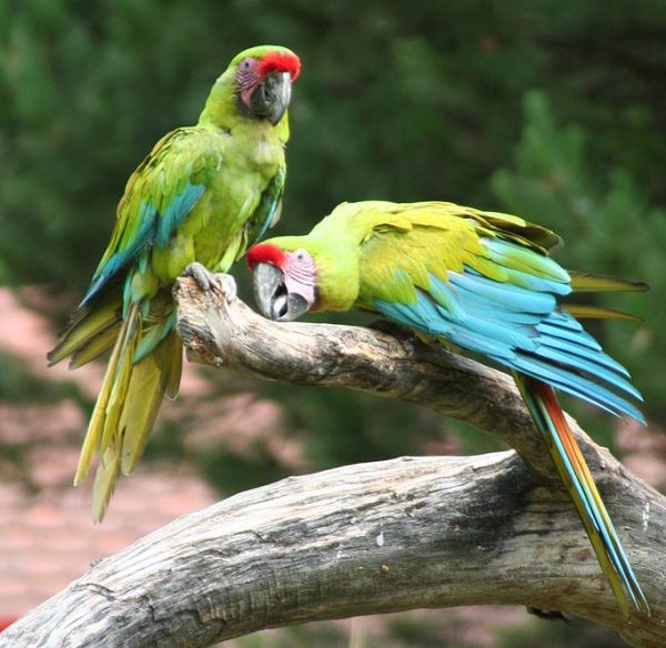 Military Macaw parrots