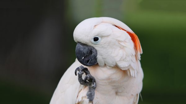 Moluccan Cockatoos birds