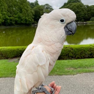 Moluccan Cockatoos birds