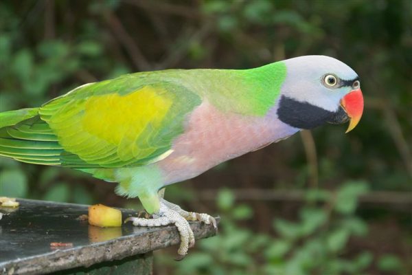 Moustached Parakeets parrots