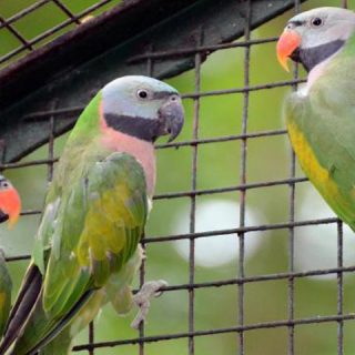 Moustached Parakeets parrots
