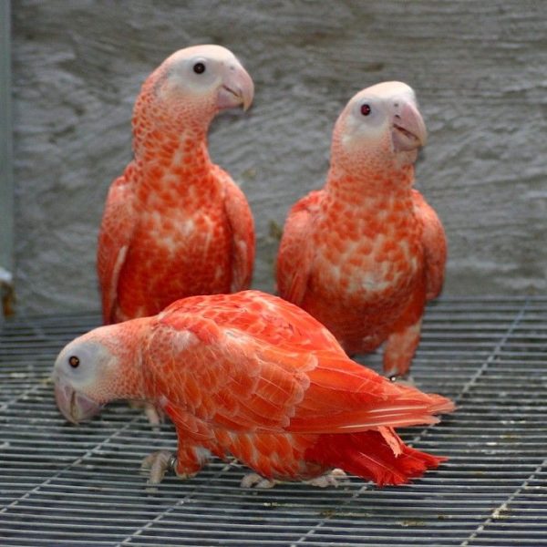Mutation African grey parrot