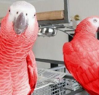 Mutation African grey parrot