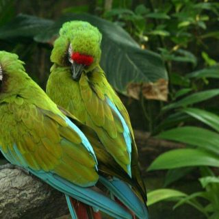 Mutation Buffon Macaw Parrots