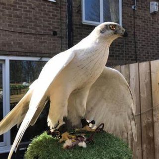Northern goshawk Falcon sale