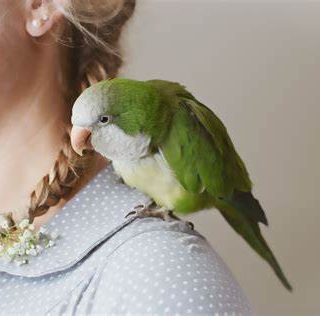 Quaker Parrots