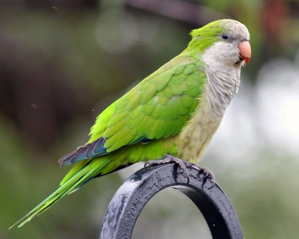 Quaker Parrots