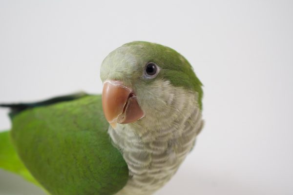 Quaker Parrots