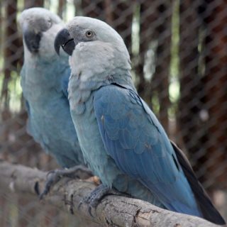 Spix’s Macaw Parrots