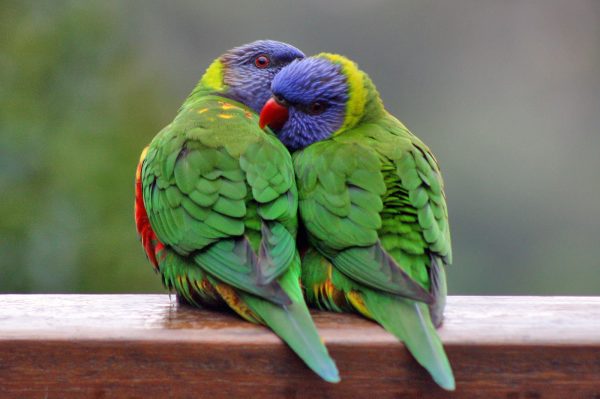 Rainbow Lorikeet birds