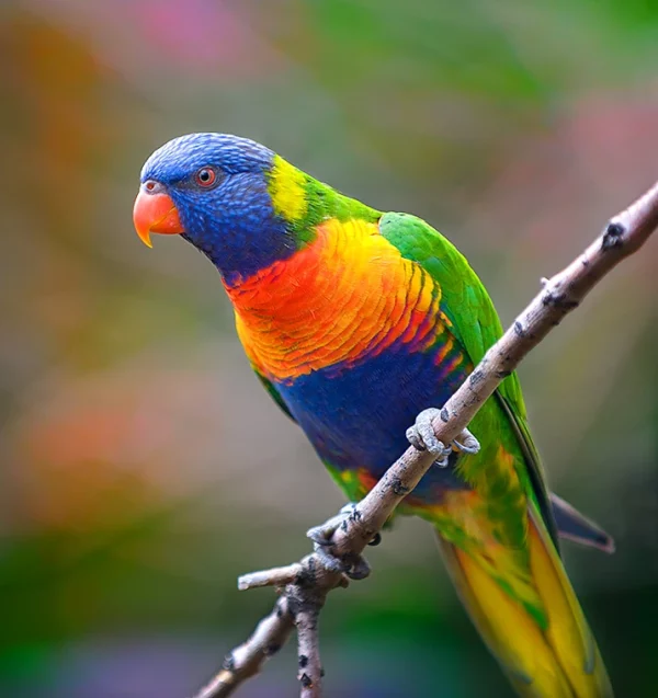 Rainbow Lorikeet birds