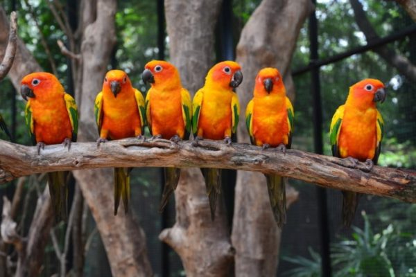 Red Conure birds