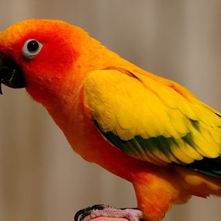 Red Conure birds