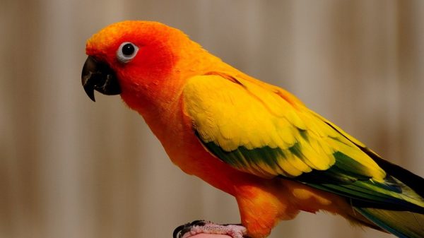 Red Conure birds