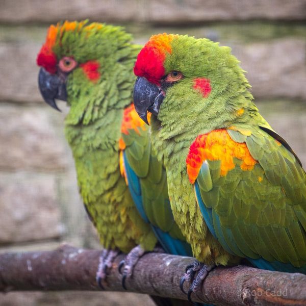 Red Front Macaw Parrots