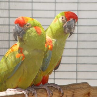 Red Front Macaw Parrots