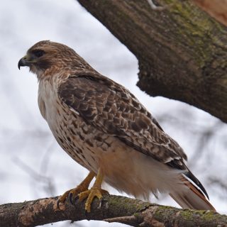 Red tailed Hawk
